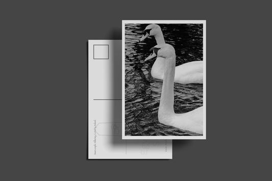 Swan Couple Postcard