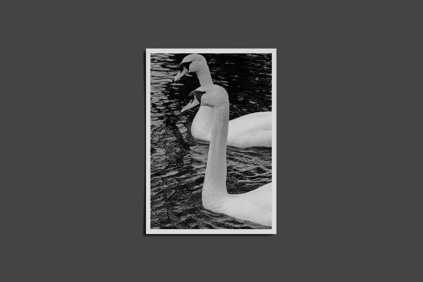 Swan Couple Postcard