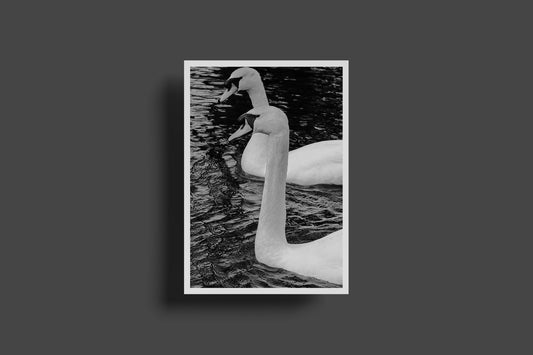 Swan Couple Postcard